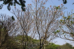 Plumeria rubra
